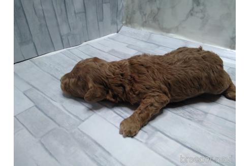 成約済の埼玉県のトイプードル-152370の61枚目