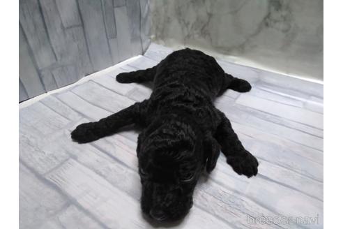 成約済の埼玉県のトイプードル-152362の55枚目