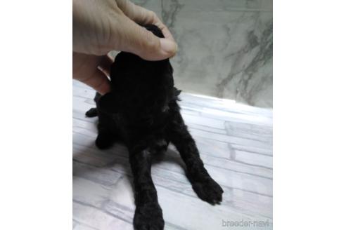 成約済の埼玉県のトイプードル-152340の61枚目