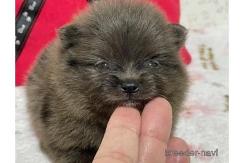 成約済の埼玉県のポメラニアン-152808の14枚目