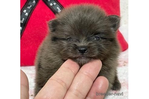 成約済の埼玉県のポメラニアン-152808の13枚目