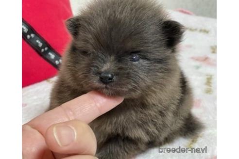 成約済の埼玉県のポメラニアン-152808の10枚目