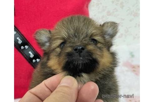 成約済の埼玉県のポメラニアン-152809の12枚目