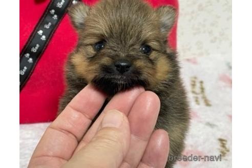 成約済の埼玉県のポメラニアン-152809の11枚目