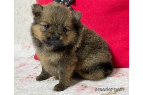 成約済の埼玉県のポメラニアン-152809の10枚目