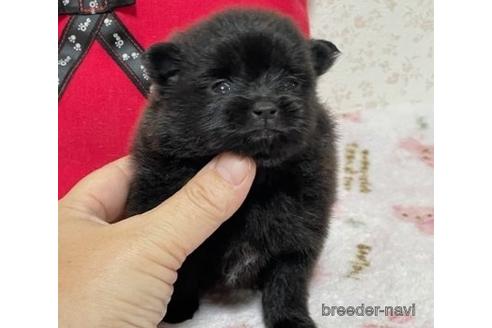 成約済の埼玉県のポメラニアン-152811の8枚目