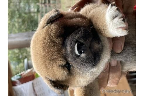 成約済の広島県の柴犬-149736の1枚目