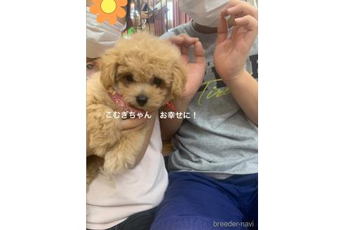 成約済の岐阜県のチワプー:チワワ×トイプードル-146687の1枚目