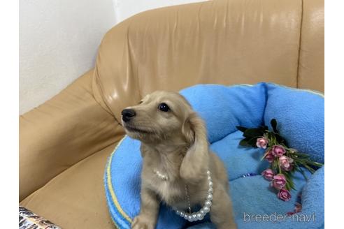 成約済の栃木県のミニチュアダックスフンド(ロングヘアード)-152896の2枚目