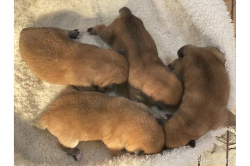 成約済の岡山県の豆柴-152909の7枚目