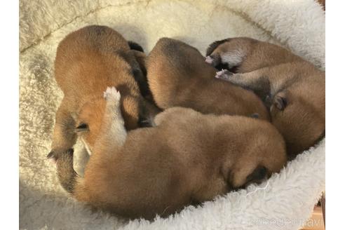 成約済の岡山県の豆柴-152909の6枚目