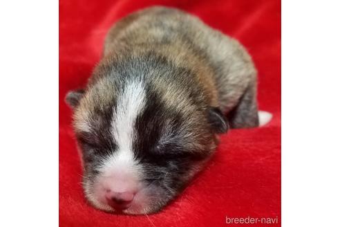 北海道で秋田犬の子犬を探す ブリーダーナビ
