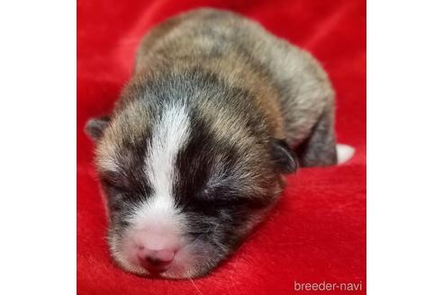 成約済の北海道の秋田犬-152927の1枚目