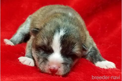北海道で秋田犬の子犬を探す ブリーダーナビ