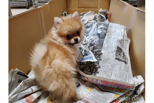 成約済の愛知県のポメラニアン-152947の5枚目