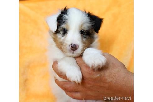 和歌山県でシェットランドシープドッグ シェルティ の子犬を探す ブリーダーナビ