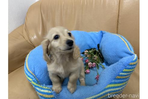 成約済の栃木県のミニチュアダックスフンド(ロングヘアード)-148734の1枚目