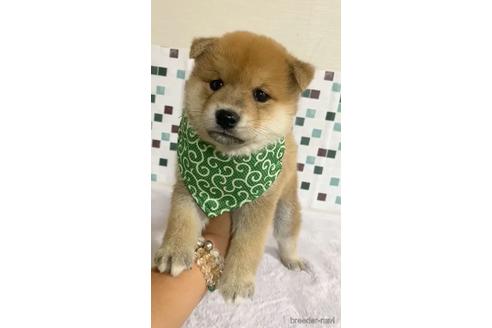 成約済の茨城県の豆柴-153001の1枚目
