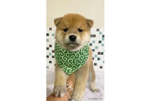 成約済の茨城県の豆柴-153001の2枚目