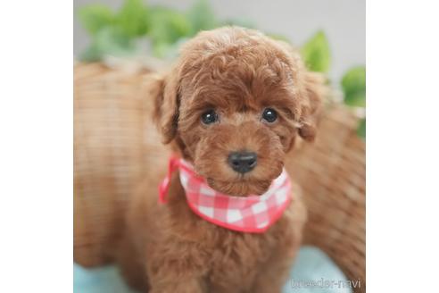 成約済の愛媛県のティーカッププードル-153049の1枚目