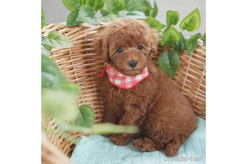 成約済の愛媛県のティーカッププードル-153049の2枚目