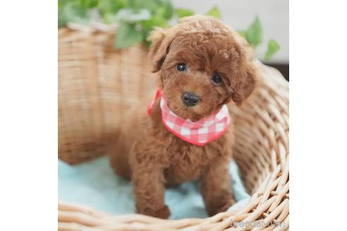 成約済の愛媛県のティーカッププードル-153049の3枚目