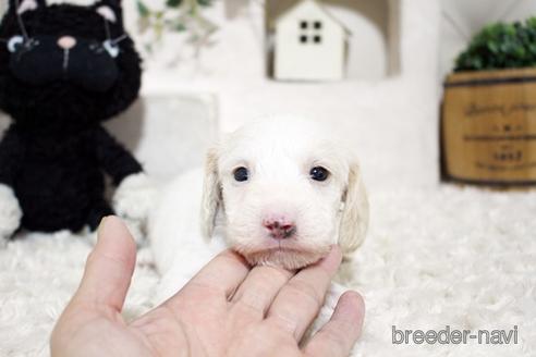 成約済の佐賀県のカニンヘンダックスフンド(ワイヤーヘアード)-153076の1枚目