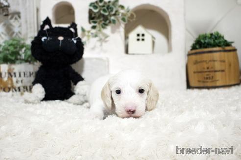 成約済の佐賀県のカニンヘンダックスフンド(ワイヤーヘアード)-153076の5枚目