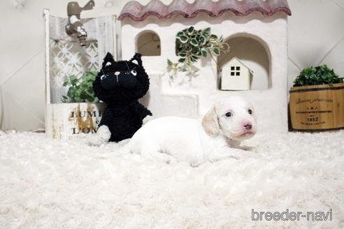 成約済の佐賀県のカニンヘンダックスフンド(ワイヤーヘアード)-153076の4枚目