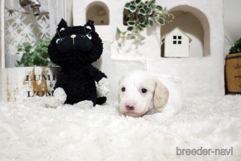 成約済の佐賀県のカニンヘンダックスフンド(ワイヤーヘアード)-153076の3枚目