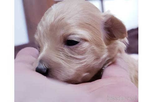 成約済の広島県のミックス犬-153090の1枚目