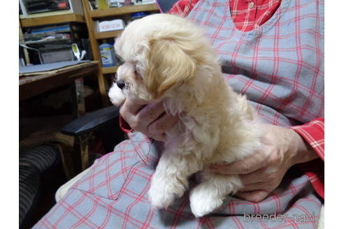 成約済の栃木県のマルプー:マルチーズ×トイプードル-153106の3枚目