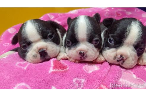 沖縄県でボストンテリアの子犬を探す ブリーダーナビ