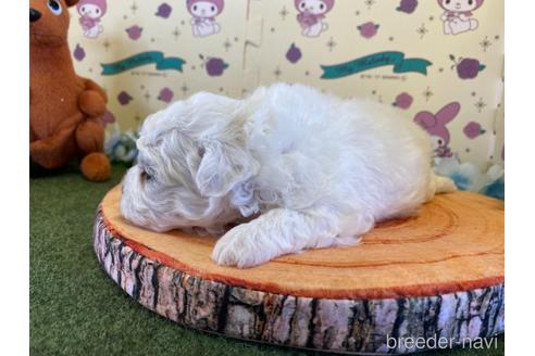 成約済の栃木県のビションフリーゼ-153153の7枚目