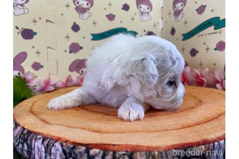 成約済の栃木県のビションフリーゼ-153154の5枚目