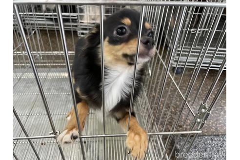 成約済の愛媛県のチワワ(ロングコート)-129000の3枚目