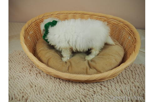 成約済の埼玉県のマルチーズ-150526の3枚目