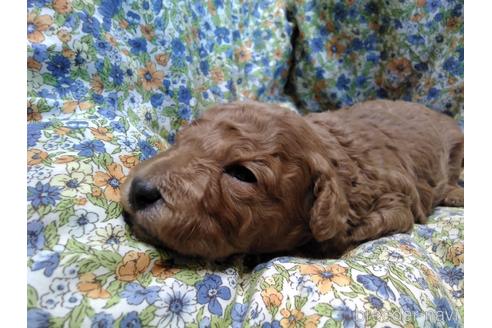 成約済の埼玉県のトイプードル-152370の55枚目