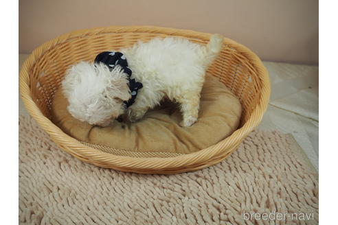 成約済の埼玉県のマルチーズ-150517の5枚目