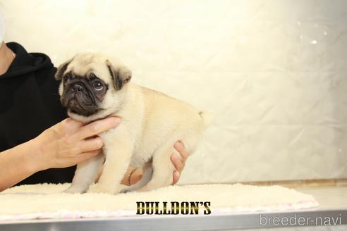 成約済の東京都のパグ-153213の6枚目