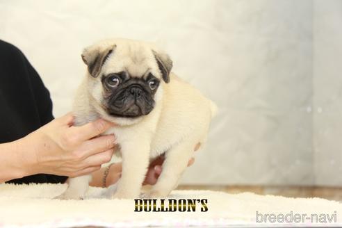 成約済の東京都のパグ-153213の5枚目