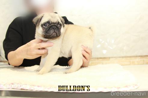 成約済の東京都のパグ-153213の4枚目