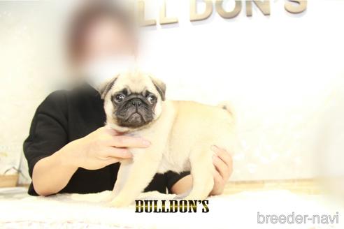 成約済の東京都のパグ-153213の2枚目