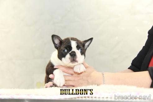 成約済の東京都のボストンテリア-153218