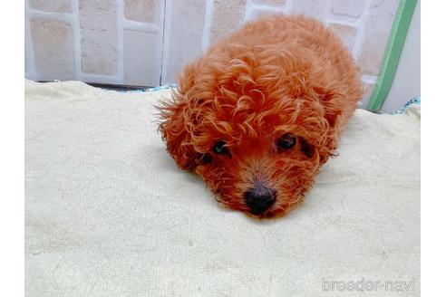 成約済の東京都のトイプードル-153219の10枚目