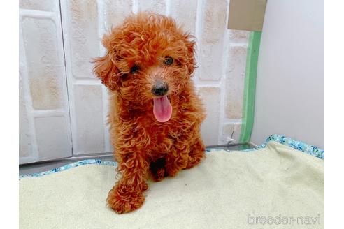 成約済の東京都のトイプードル-153219の11枚目