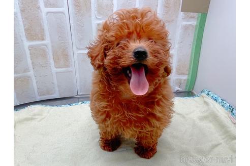 成約済の東京都のトイプードル-153219の9枚目