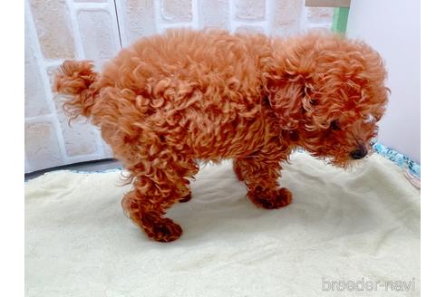 成約済の東京都のトイプードル-153219の5枚目