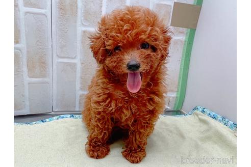 成約済の東京都のトイプードル-153219の1枚目