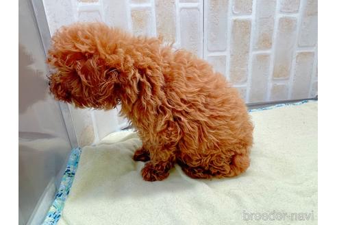 成約済の東京都のトイプードル-153219の6枚目